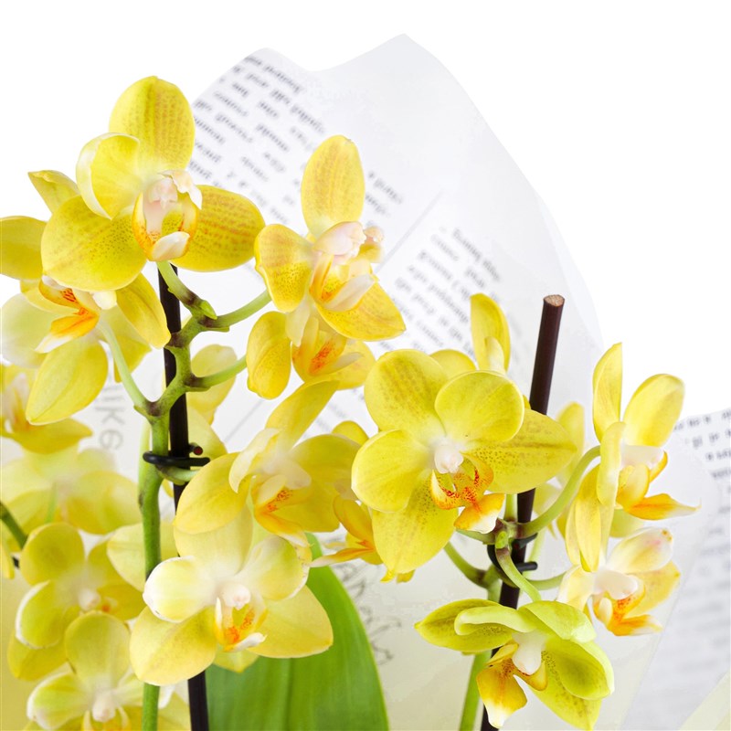 Cutie Multi Midi Çift Dallı Sarı Orkide Aranjmanı