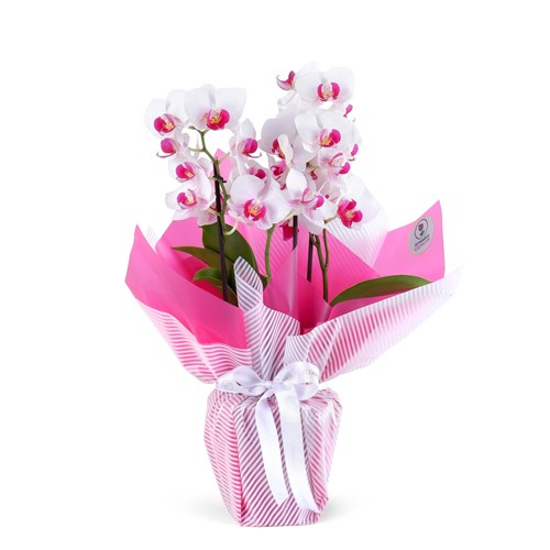 Cutie Multi Midi Çift Dallı Fuşya Beyaz Orkide Aranjmanı