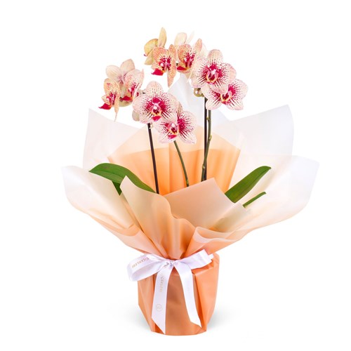Cutie Multi Midi Çift Dallı Turuncu Bordo Kırçıllı Orkide Aranjmanı