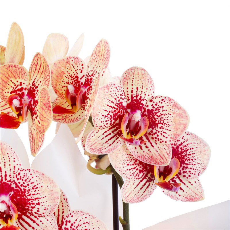 Cutie Multi Midi Çift Dallı Turuncu Bordo Kırçıllı Orkide Aranjmanı