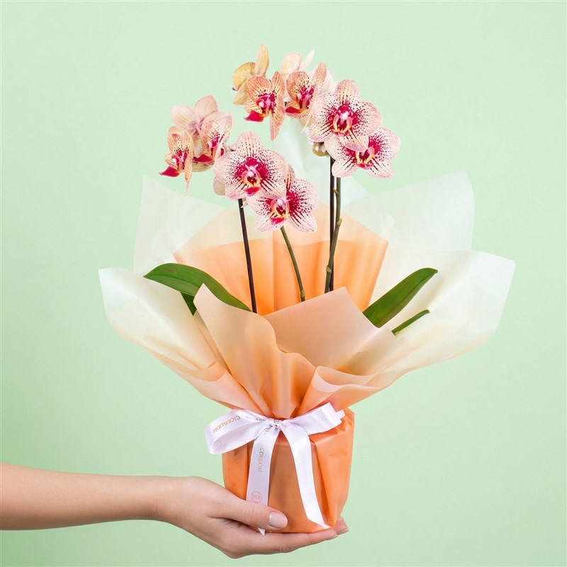 Cutie Multi Midi Çift Dallı Turuncu Bordo Kırçıllı Orkide Aranjmanı