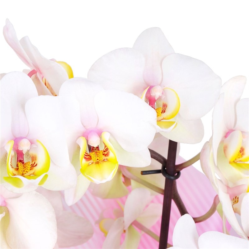 Cutie Multi Midi Çift Dallı Pembe Beyaz Orkide Aranjmanı