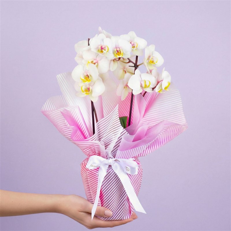 Cutie Multi Midi Çift Dallı Pembe Beyaz Orkide Aranjmanı