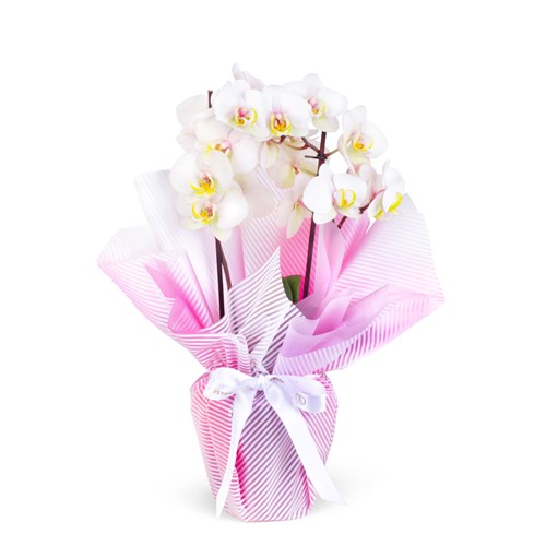 Cutie Multi Midi Çift Dallı Pembe Beyaz Orkide Aranjmanı
