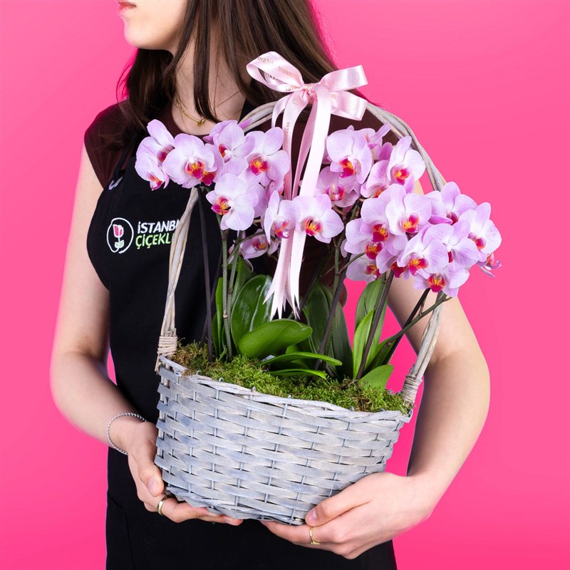 Sepette Pembe Orkide Bahçesi