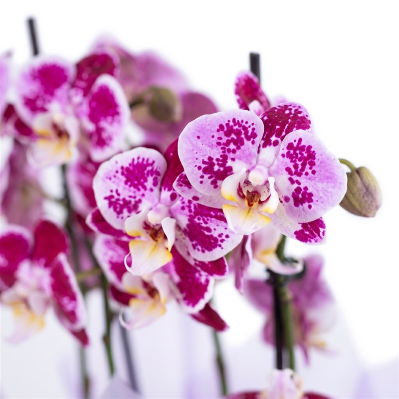 Cutie Multi Midi Çift Dallı Benekli Mürdüm Orkide Aranjmanı