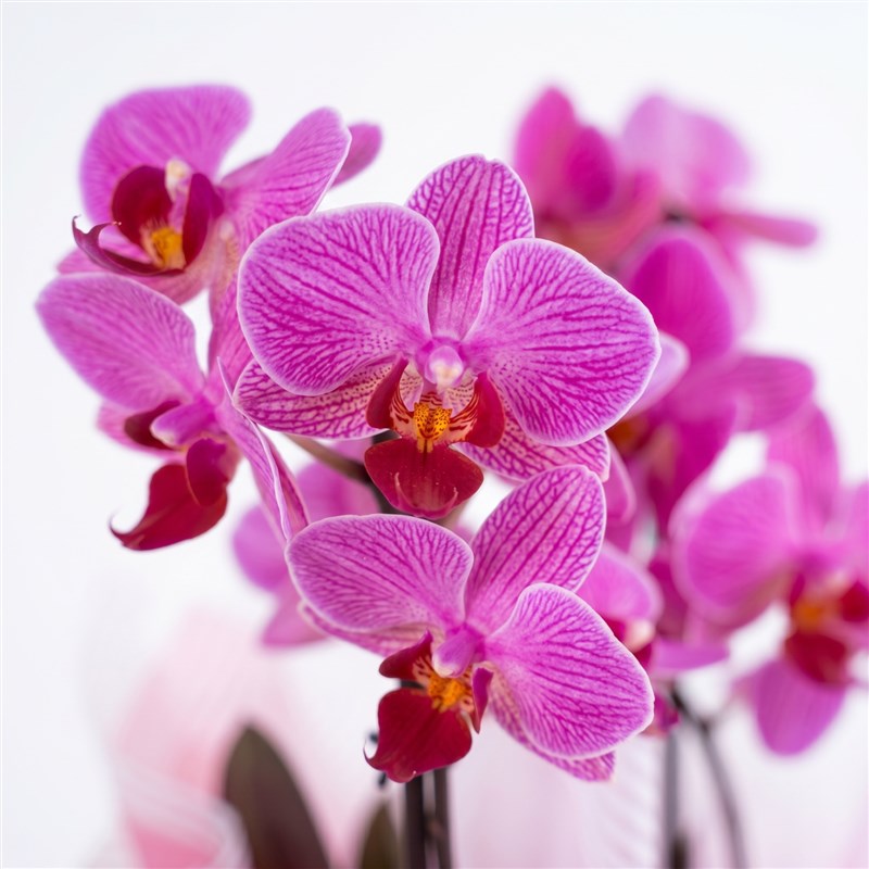 Cutie Multi Midi Çift Dallı Kırçıllı Pembe Orkide Aranjmanı