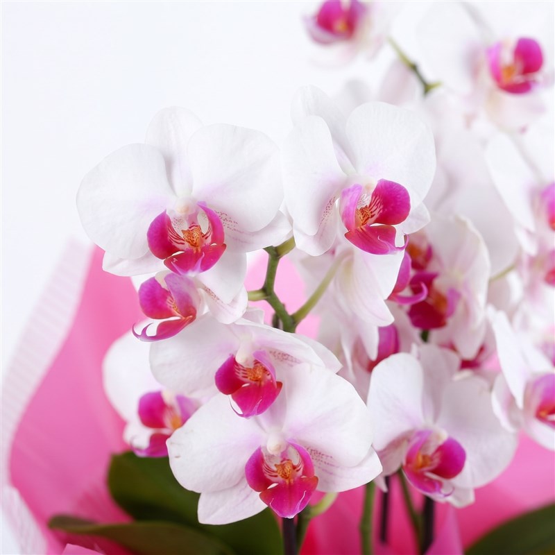 Cutie Multi Midi Çift Dallı Fuşya Beyaz Orkide Aranjmanı