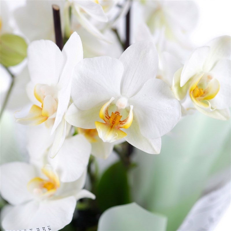 Cutie Multi Midi Çift Dallı Beyaz Orkide Aranjmanı