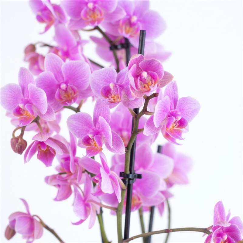 Soft Pink Orchid Arrangement, Multi-Stemmed, Double Branch