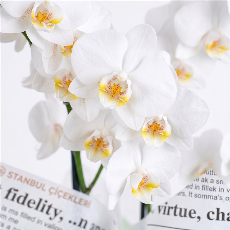 White Orchid Arrangement Multi Midi Double Stem