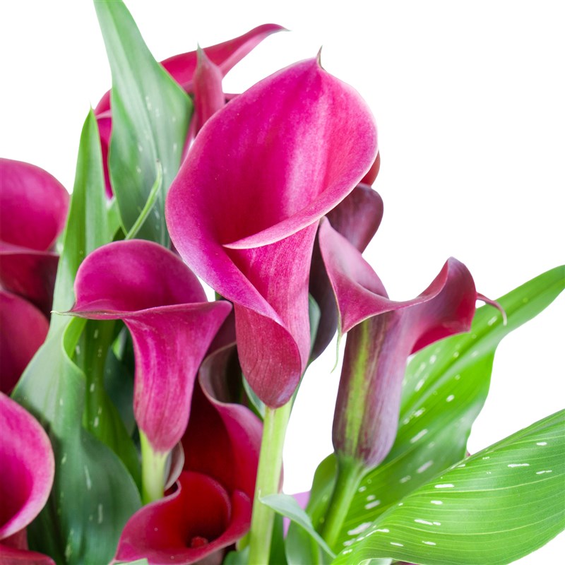 Mor Gala Aranjmanı Swetie