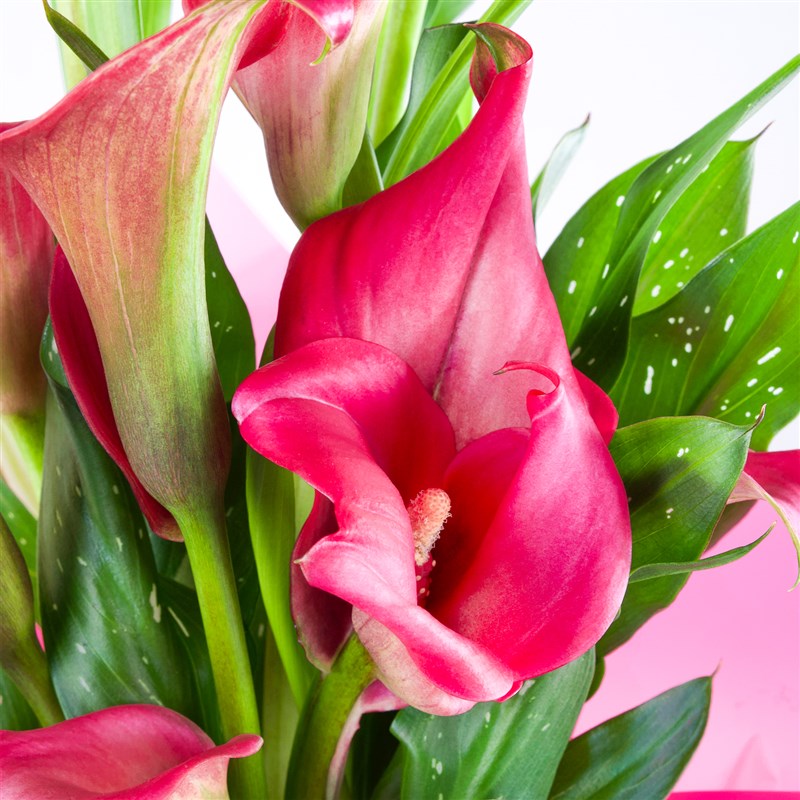 Pembe Gala Aranjmanı Swetie