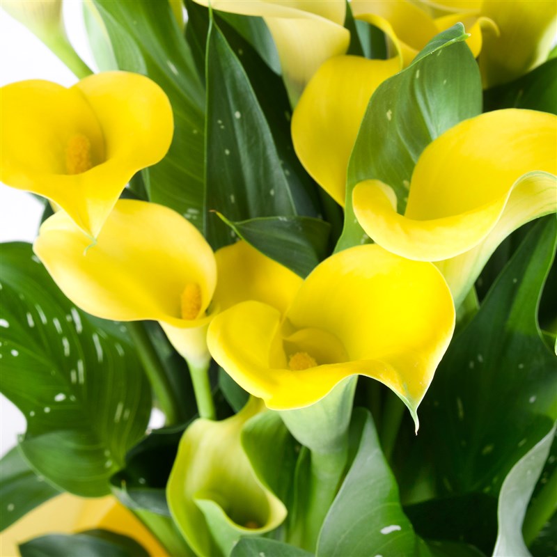 Sarı Gala Aranjmanı Swetie