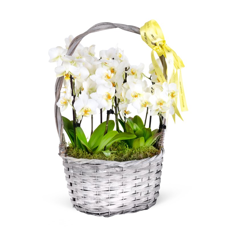 Sepette Beyaz Orkide Bahçesi