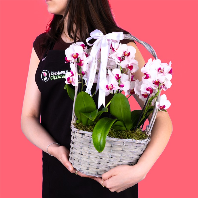 Sepette Fuşya Beyaz Orkide Bahçesi