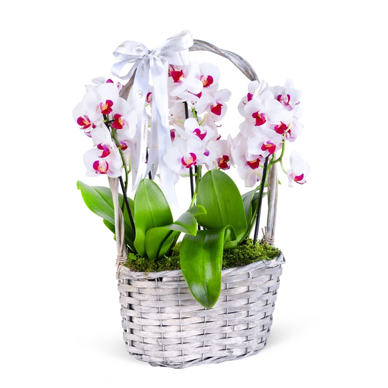 Sepette Fuşya Beyaz Orkide Bahçesi
