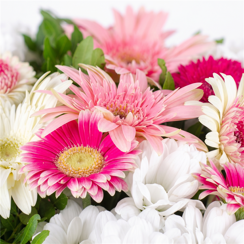 Gerbera Bouquet Riva Mix Pink