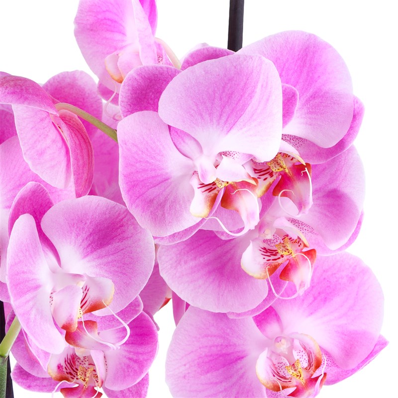 Saksıda Çift Dal Pembe Orkide Aranjmanı