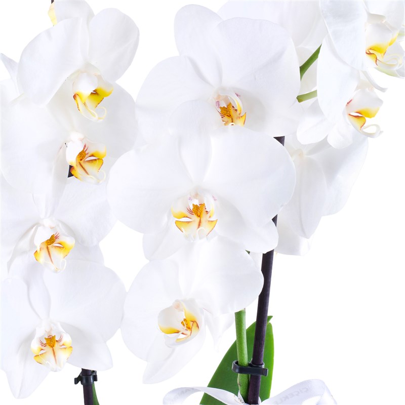 Saksıda Çift Dal Beyaz Orkide Aranjmanı