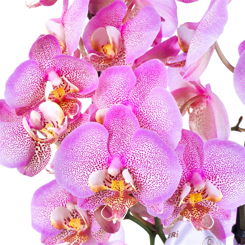 Saksıda Çift Dal Pembe Benekli Orkide Aranjmanı