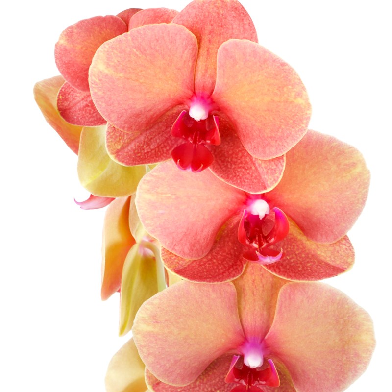 Saksıda Çift Dal Turuncu Orkide Aranjmanı