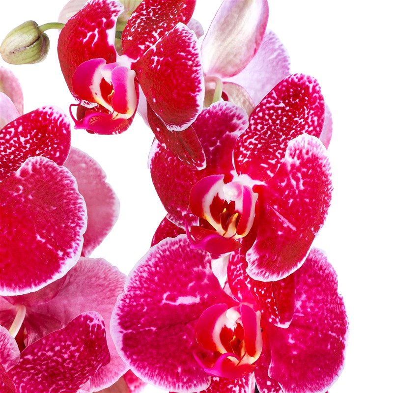 Saksıda Çift Dal Mürdüm Orkide Aranjmanı