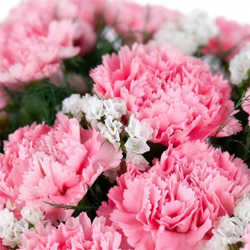 Pembe Karanfil Buketi - Yıldız Pink K