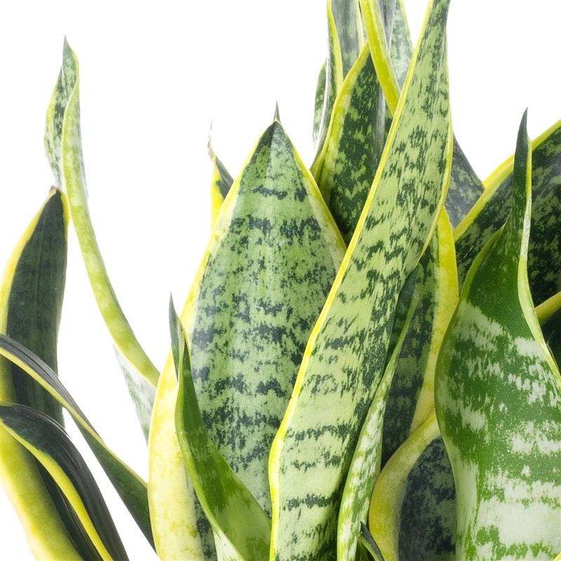 Dekoratif Saksıda Sansevieria Paşa Kılıcı