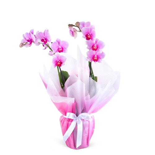 Cutie Multi Midi Çift Dallı Pembe Orkide Aranjmanı