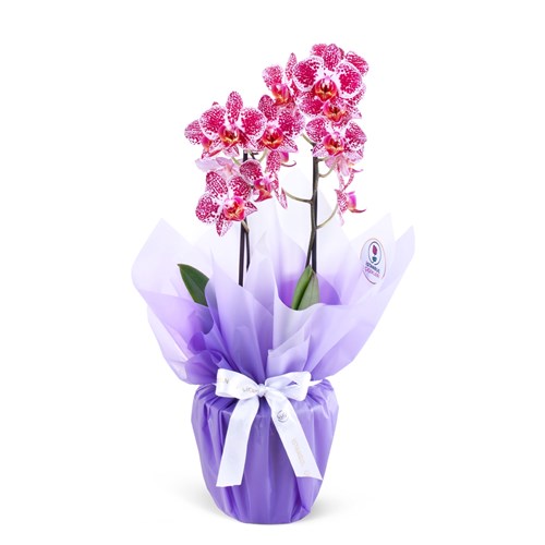 Cutie Multi Midi Çift Dallı Mor Beyaz Orkide Aranjmanı