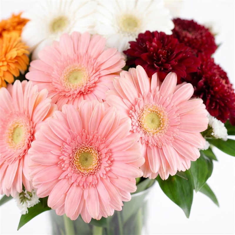Colorful Gerberas Mansion