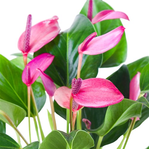 Anthurium Zizou Aranjmanı
