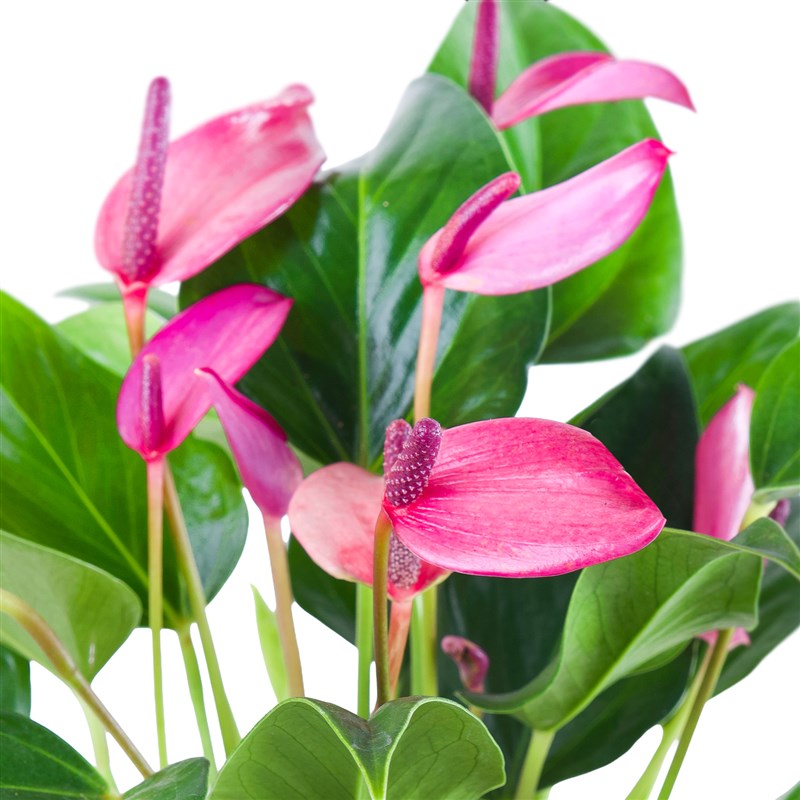 Anthurium Zizou Aranjmanı