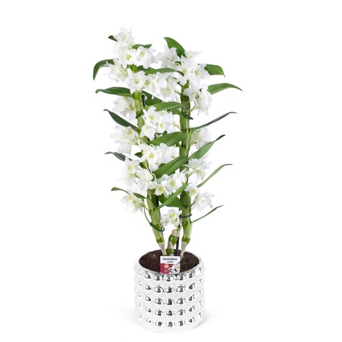 Seramik Saksıda Dendrobium Beyaz