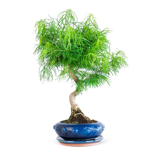 Bonsai Amabilis