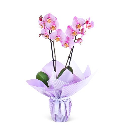 Pink Blush Orkide Aranjmanı Çift Dal