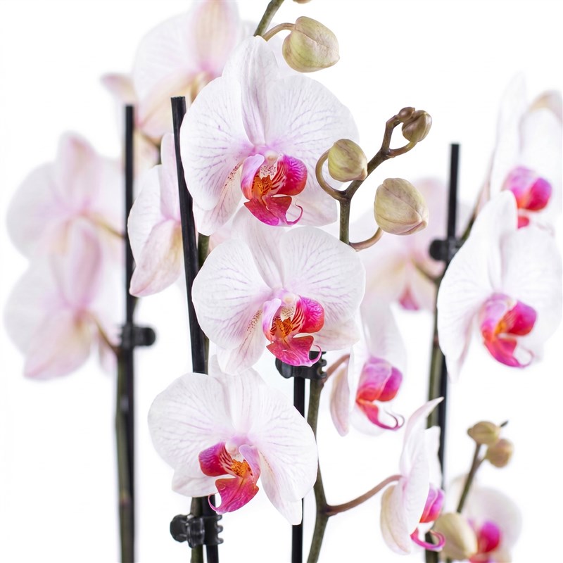 White Fuchsia Orchid Arrangement, Double Stem