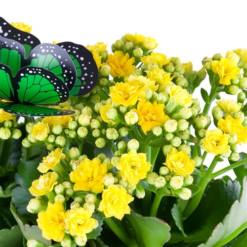 Sepette Sarı Kalanchoe Aranjmanı