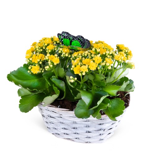 Sepette Sarı Kalanchoe Aranjmanı