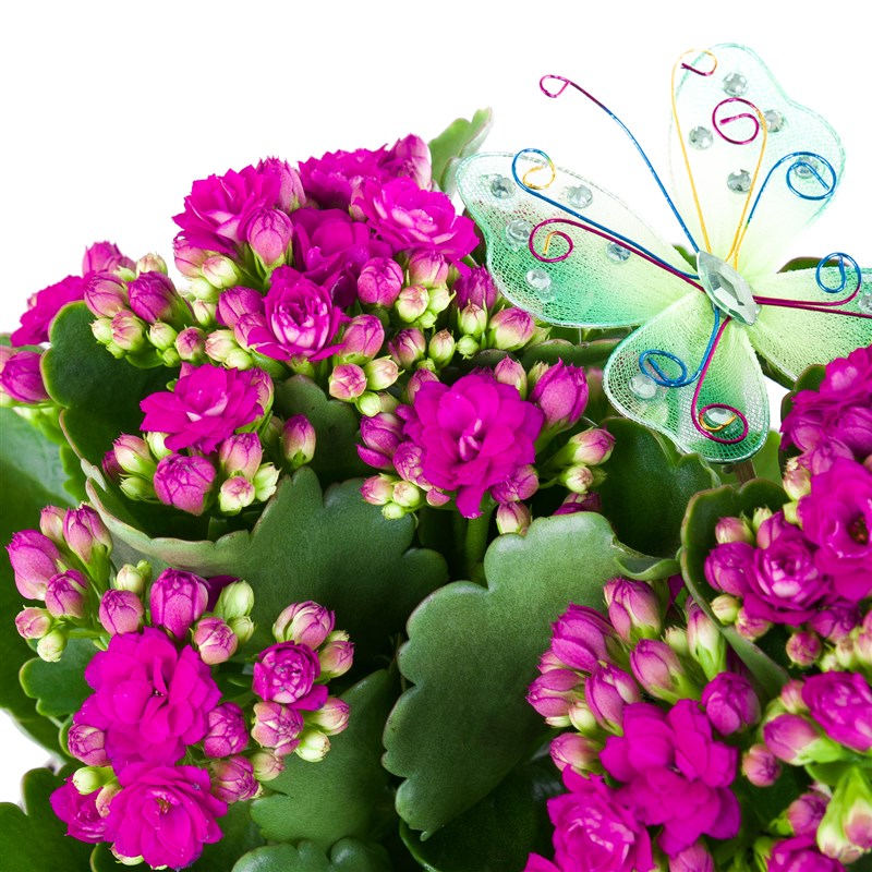Sepette Fuşya Kalanchoe Aranjmanı