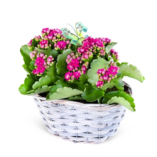 Sepette Fuşya Kalanchoe Aranjmanı
