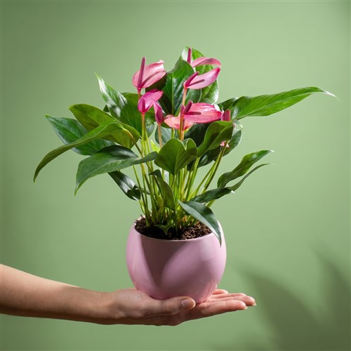 Anthurium Zizou Aranjmanı