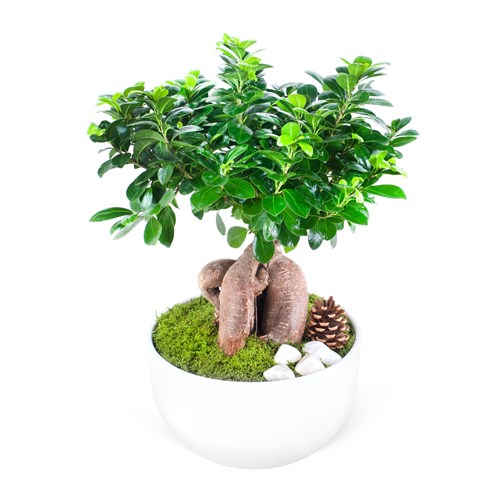 Seramikte Ginseng Bonsai Aranjmanı