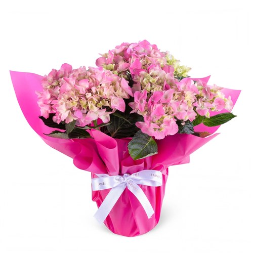 Hydrangea Ortanca Raspberry