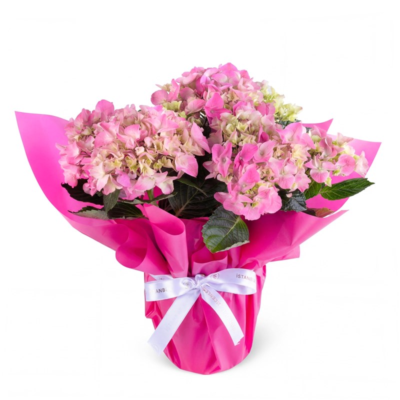Hydrangea Ortanca Raspberry