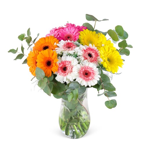 Renkli Gerbera Bahçesi Honey