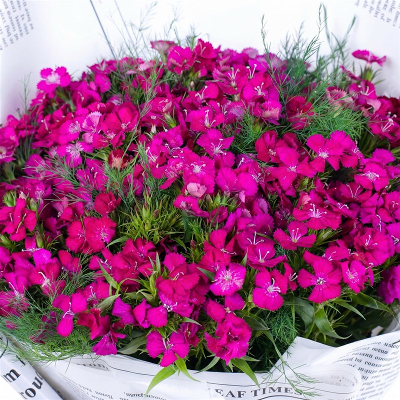 Ihlamur Buketi Purple Mist