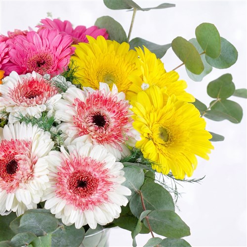 Renkli Gerbera Bahçesi Honey