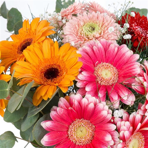 Renkli Gerbera Aranjmanı